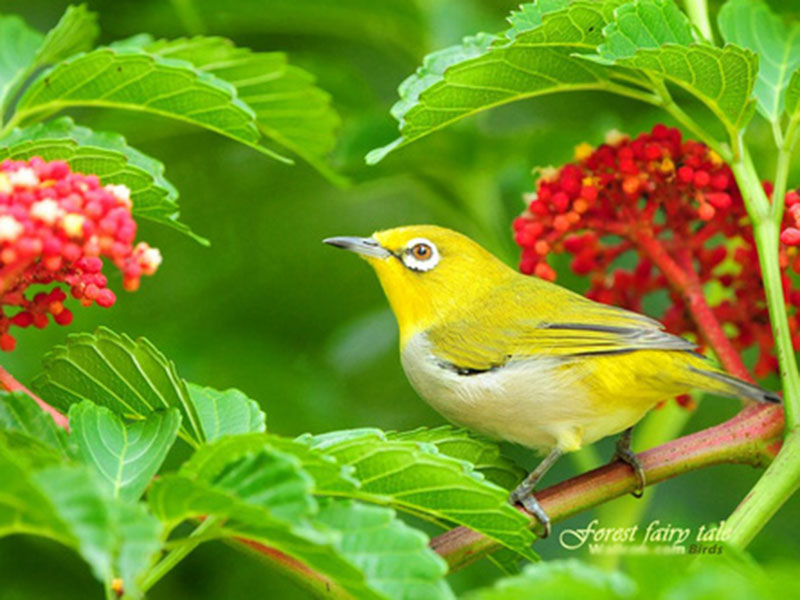 Món quà mùa xuân